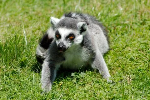 Single ring-tailed lemur Stock Photos