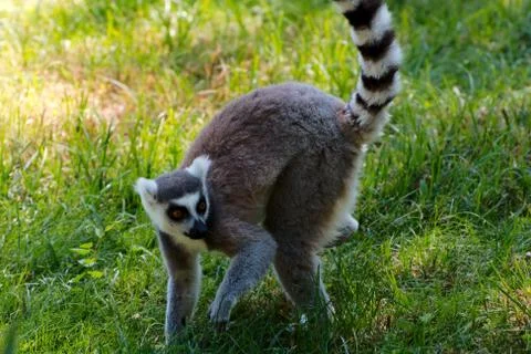 Single ring-tailed lemur Stock Photos
