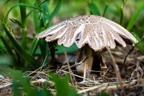 Single ripe and cracked wild mushroom with a bright large umbrella shaped hat Фото