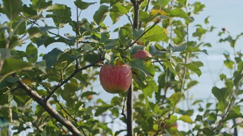 Single ripe apple hanging on the tree branch. Organic apple farming and autumn Stock Footage 264743727