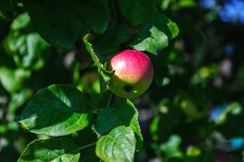 Single ripe apple hanging from a tree branch surrounded by green leaves Stock Photos