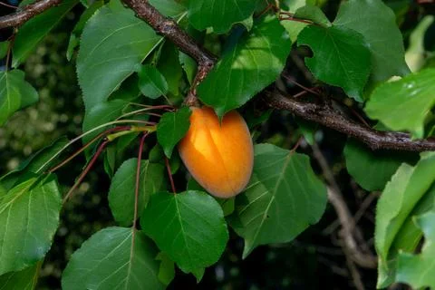 Single ripe apricot on the tree Stock Photos