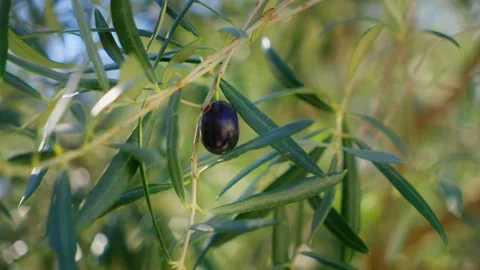 A single ripe black olive sways on an Olea europaea branch in Montenegro. Warm Stock Footage 329411864