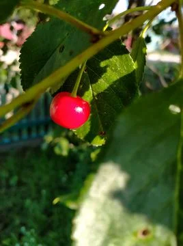 Single ripe cherry Stock Photos