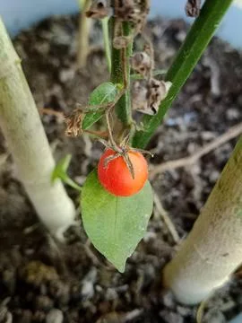Single Ripe Cherry Tomato on the Vine Stock Photos