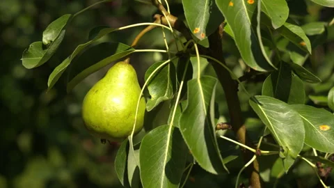 A Single Ripe Green Pear Hanging from a Branch in a Sunny Summer Garden Stock Footage 339629146
