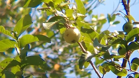 Single Ripe Guava Fruit Hanging on Tree with Green Leaves Stock Footage 343934586