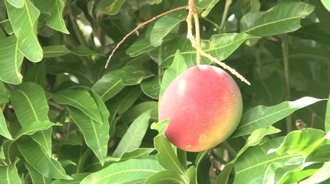 Single Ripe Haden Mango Hanging in Tree.m2ts Stock Footage 27430271