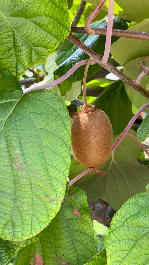 Single Ripe Kiwi Fruit Hangs Delicately from its Vine, Nestled Among Verdant Stock Footage 316240098