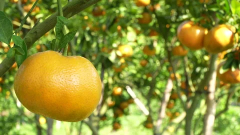 Single Ripe Mandarin Orange on Branch in Vietnam Orchard Stock Footage 326740637