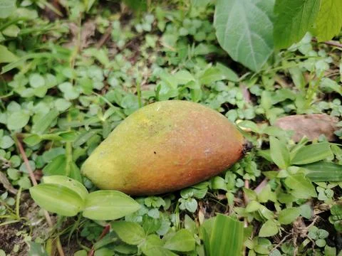 A single ripe mango fruit with green and orange hues lies on the ground ami.. 写真素材