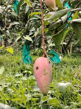 A single ripe mango fruit with green leaves and protective bags hanging fro.. Stockfoto's