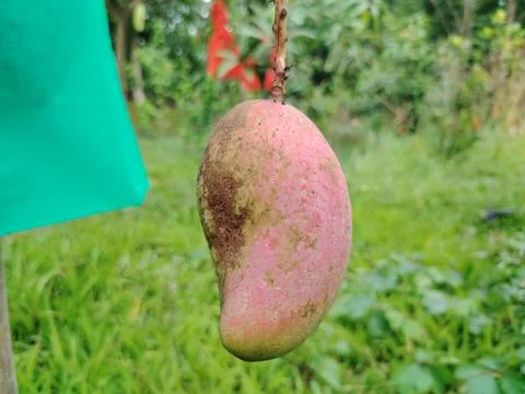 A single ripe mango fruit hanging from a tree branch with a green protectiv.. 스톡 사진