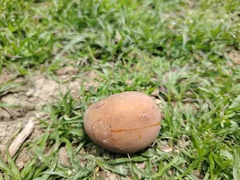A single ripe mango fruit with a reddishorange hue lies on the ground amids.. 写真素材