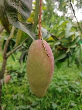 A single ripe mango hangs from its stem amidst lush green leaves and branch.. 写真素材