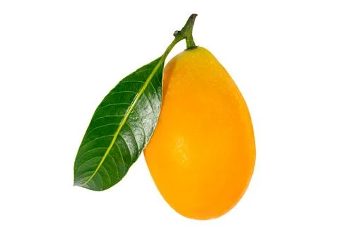 Single ripe marian plum with leaf. Stock Photos