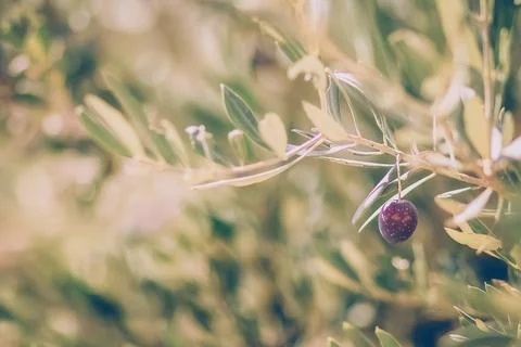 Single ripe olive growing on a leafy branch Foto stock