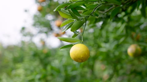Single ripe orange fruit hanging from leafy branch in orchard with blurred Stock Footage 310936883