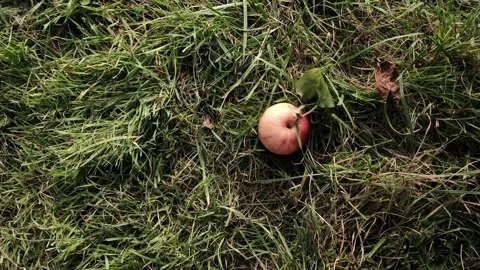 Single ripe organic apple falling onto green grass in garden orchard 库存影片 347122810