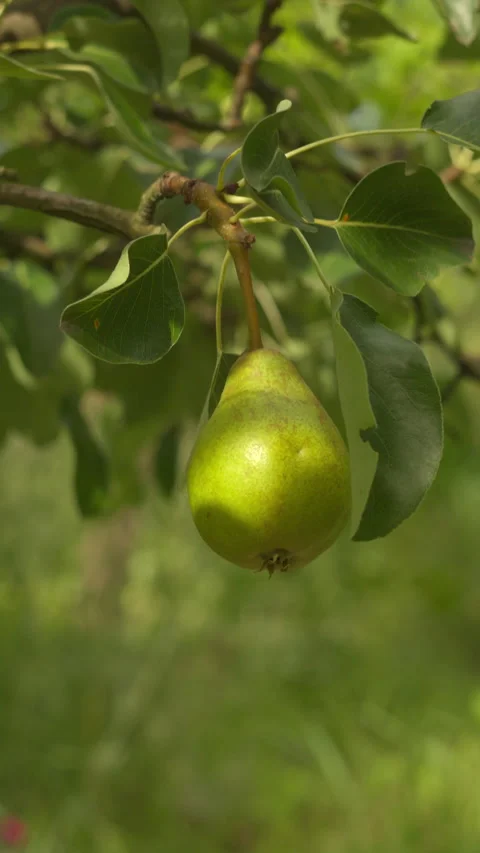 A Single Ripe Organic Pear Hanging From A Fruit Tree Branch In Sunlight Stock Footage 339921364