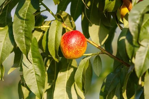 Single ripe peach on tree branch with lush green foliage Stock Photos