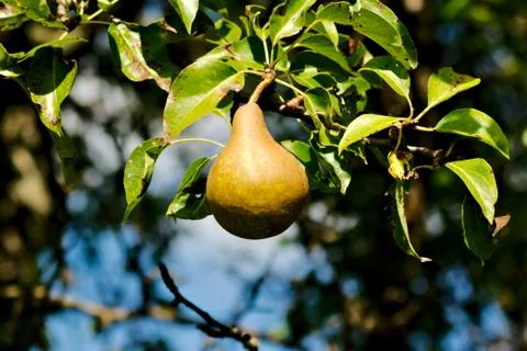 Single ripe pear on tree Stock Photos