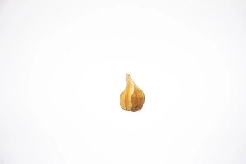 Single ripe physalis fruit. Close up studio shot, isolated on white backgroun Photos