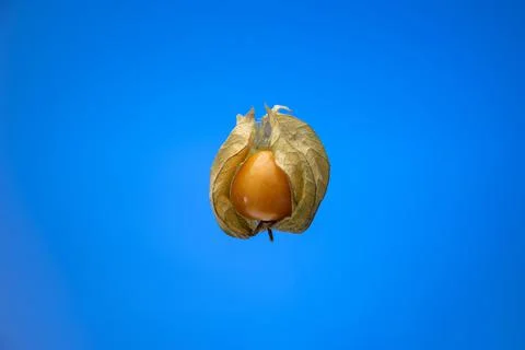 Single ripe physalis fruit. Close up studio shot, isolated on blue background Fotos de archivo