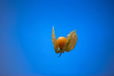 Single ripe physalis fruit. Close up studio shot, isolated on blue background Fotos de archivo