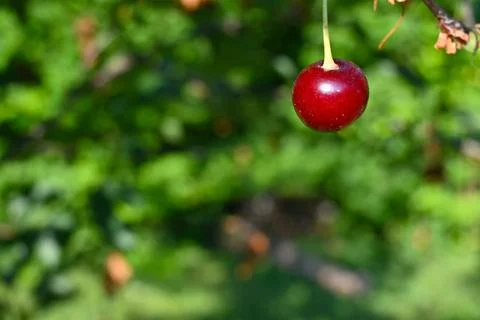 A single ripe red cherry hangs from a stem against a soft green bokeh backgro Fotos Stock