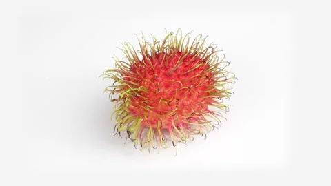 Single Ripe Red Rambutan Fruit Rotating on White Backdrop Stock Footage 336319404