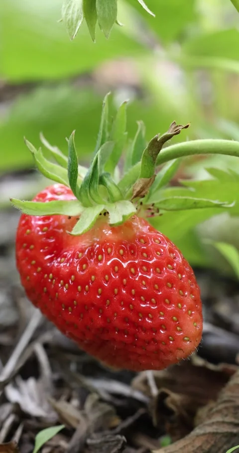 Single ripe red strawberry growing in a garden Stock-Footage 332642503