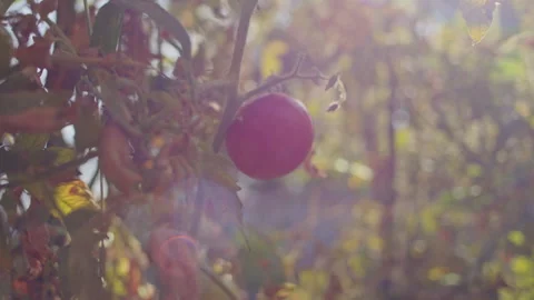 Single ripe red tomato on a dying plant. Organic farming and gardening concept Stock Footage 264177419