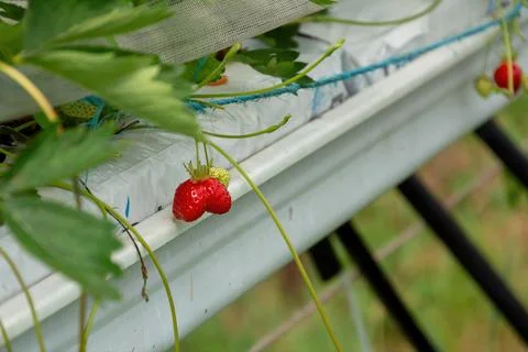Single ripe strawberry hanging from an elevated gutter Stock Photos