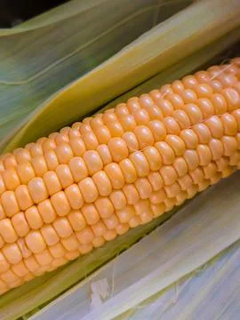 Single ripe sweet corn cob lying on green husk leaves in pot Fotos Stock