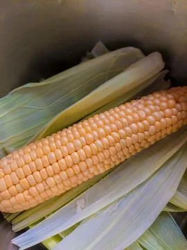 Single ripe sweet corn cob lying on green husk leaves in pot Fotos de archivo