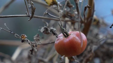 A single ripe tomato hanging on a withered plant Stock Footage 263102202