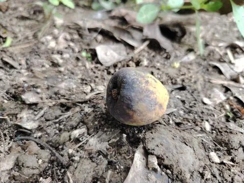 A single ripe walnut lying on the soil amongst fallen leaves and green vege.. 写真素材