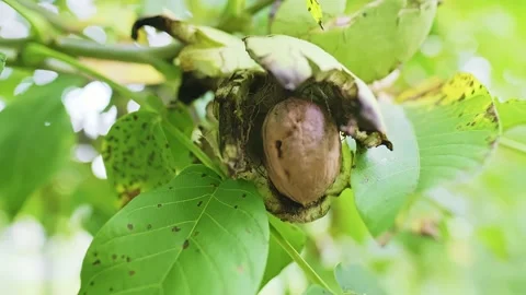 Single ripe walnut on a tree branch is harvested by a kid. Stock Footage 238482308
