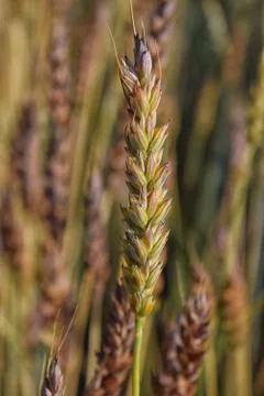 Single ripe wheat ear on field in autumn harvest Stock Photos