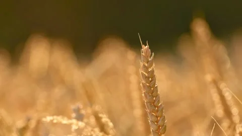 A single ripe wheat ear sways in a light breeze 動画素材 340507201