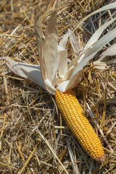 Single ripe yellow corn cob with dry husks resting on straw in rustic autum.. Stockfoto's