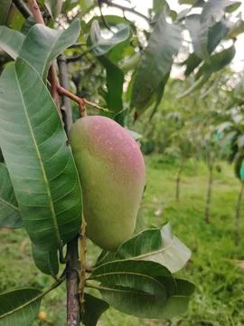 A Single Ripening Mango Fruit Hanging on a Tree Branch with Lush Green Leav.. Stockfoto's