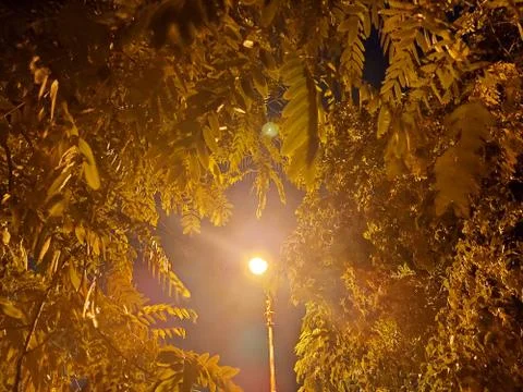 Single road light view between from tree leaves Stock Photos