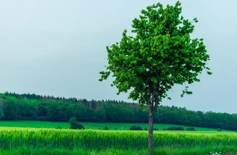 Single roadside tree in front of green cereal field and hill Stock Photos