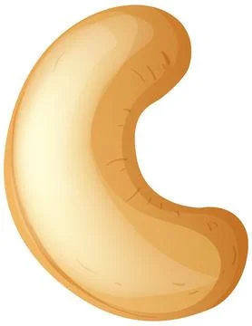 Single Roasted Cashew Nut Vector Illustration on White Background Stock Illustration