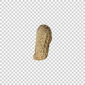 Single Roasted Peanuts with Shells Isolated on Transparent Background Stock Photos