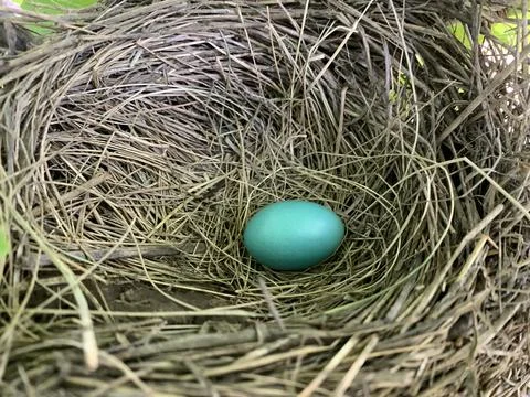 Single Robin Egg in nest Stock Photos