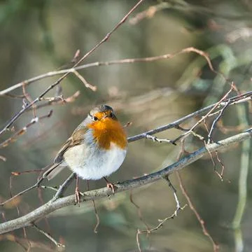 Single robin in the winter Stock Photos