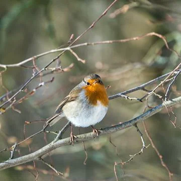 Single robin in the winter Stock Photos